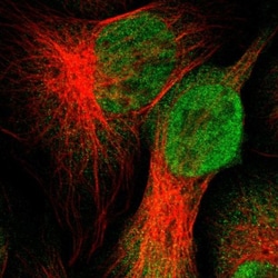 UBXN1 Antibody, Novus Biologicals:Antibodies:Primary Antibodies